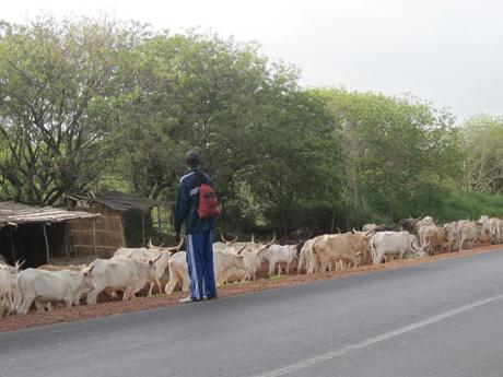 ▷ La Reserva de Bandia y Accro Baobab Adventures IMG_3369 ▷ La Reserva de Bandia y Accro Baobab Adventures