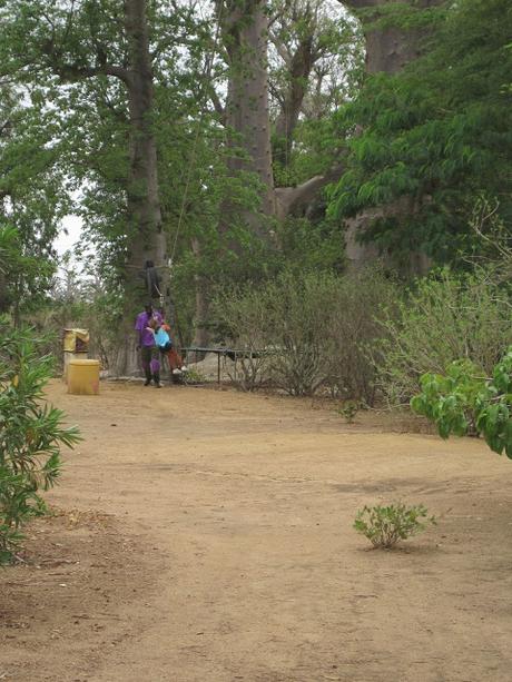 ▷ La Reserva de Bandia y Accro Baobab Adventures IMG_3331 ▷ La Reserva de Bandia y Accro Baobab Adventures