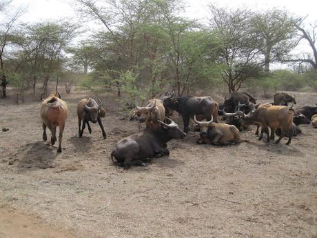 ▷ La Reserva de Bandia y Accro Baobab Adventures IMG_3197 ▷ La Reserva de Bandia y Accro Baobab Adventures