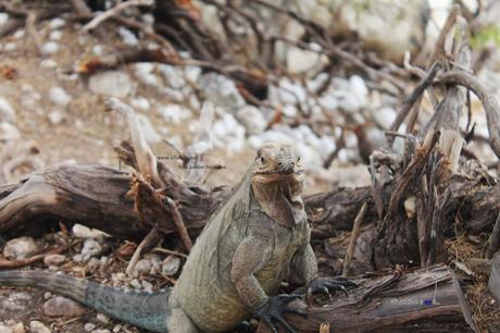 Las juguetonas iguanas del Lago Enriquillo.