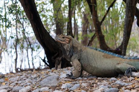 Las juguetonas iguanas del Lago Enriquillo.