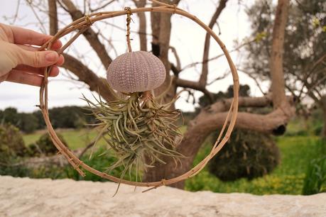 DIY - CÓMO HACER UN ADORNO PARA TU PLANTA AÉREA  CUIDADOS DE INTERIOR