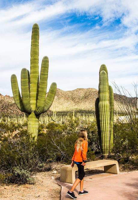 saguaro-national-park-west-4-1 ▷ Comenta sobre 8 cosas increíbles para hacer en el Parque Nacional Saguaro en Tucson, Arizona por Why I Love Loews Ventana Tucson Canyon: un resort familiar