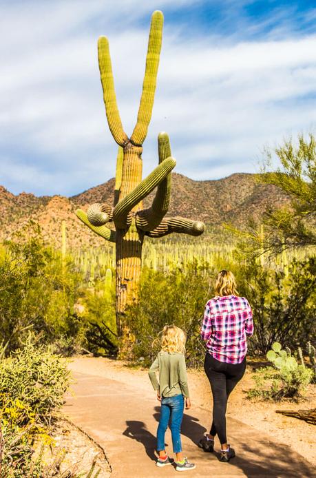 saguaro-national-park-west-2-1 ▷ Comenta sobre 8 cosas increíbles para hacer en el Parque Nacional Saguaro en Tucson, Arizona por Why I Love Loews Ventana Tucson Canyon: un resort familiar