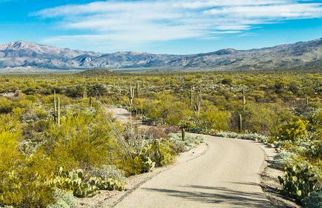 saguaro-national-park-east-4 ▷ Comenta sobre 8 cosas increíbles para hacer en el Parque Nacional Saguaro en Tucson, Arizona por Why I Love Loews Ventana Tucson Canyon: un resort familiar