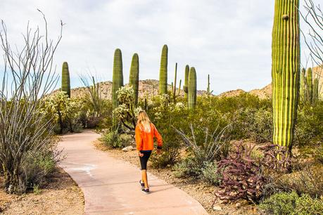 saguaro-national-park-west-5 ▷ Comenta sobre 8 cosas increíbles para hacer en el Parque Nacional Saguaro en Tucson, Arizona por Why I Love Loews Ventana Tucson Canyon: un resort familiar
