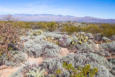 saguaro-national-park-east-11 ▷ Comenta sobre 8 cosas increíbles para hacer en el Parque Nacional Saguaro en Tucson, Arizona por Why I Love Loews Ventana Tucson Canyon: un resort familiar