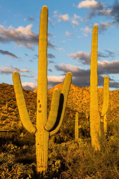 saguaro-national-park-west-11-1 ▷ Comenta sobre 8 cosas increíbles para hacer en el Parque Nacional Saguaro en Tucson, Arizona por Why I Love Loews Ventana Tucson Canyon: un resort familiar