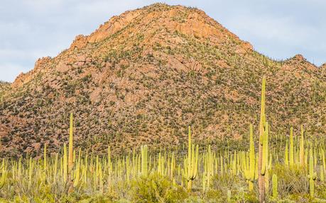 saguaro-national-park-west-4 ▷ Comenta sobre 8 cosas increíbles para hacer en el Parque Nacional Saguaro en Tucson, Arizona por Why I Love Loews Ventana Tucson Canyon: un resort familiar