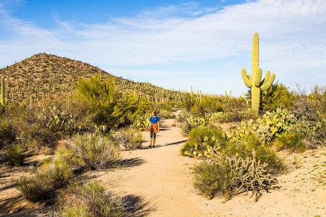 saguaro-national-park-west-10 ▷ Comenta sobre 8 cosas increíbles para hacer en el Parque Nacional Saguaro en Tucson, Arizona por Why I Love Loews Ventana Tucson Canyon: un resort familiar