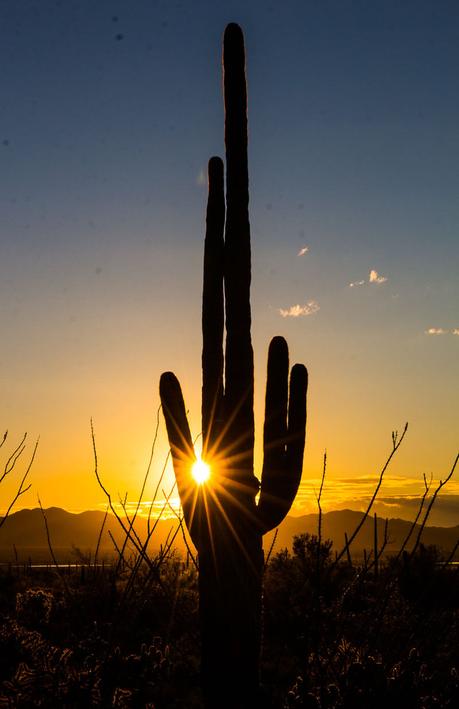 saguaro-national-park-west-12 ▷ Comenta sobre 8 cosas increíbles para hacer en el Parque Nacional Saguaro en Tucson, Arizona por Why I Love Loews Ventana Tucson Canyon: un resort familiar
