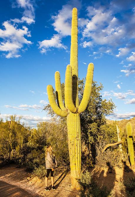 saguaro-national-park-west-1-2 ▷ Comenta sobre 8 cosas increíbles para hacer en el Parque Nacional Saguaro en Tucson, Arizona por Why I Love Loews Ventana Tucson Canyon: un resort familiar
