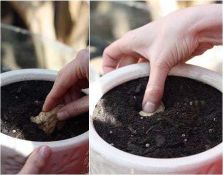 How to plant ginger root