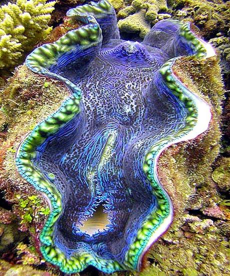 giant-clam ▷ Comente 11 cosas increíbles para hacer en Cairns, Australia (Reef & Beyond) por 10 destinos de la lista de destinos de la familia para el verano | La maleta abierta