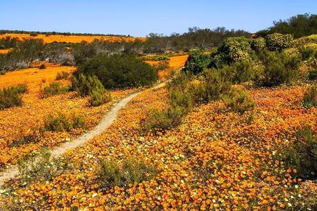 Namaqua-National-Park-and-Namaqualand-one-of-the-best-places-to-visit-in-South-Africa-in-spring.jpg.optimal ▷ 17 lugares increíbles para visitar en Sudáfrica (¡el mejor!)