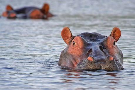 ▷ 17 lugares increíbles para visitar en Sudáfrica (¡el mejor!) iSimangaliso-Wetland-Park-is-one-of-the-best-places-to-see-hippos-in-South-Africa.jpg.optimal ▷ 17 lugares increíbles para visitar en Sudáfrica (¡el mejor!)