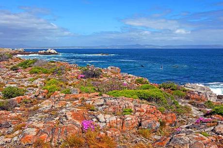 ▷ 17 lugares increíbles para visitar en Sudáfrica (¡el mejor!) Hermanus-South-Africa.jpg.optimal ▷ 17 lugares increíbles para visitar en Sudáfrica (¡el mejor!)