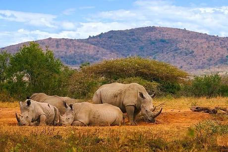 ▷ 17 lugares increíbles para visitar en Sudáfrica (¡el mejor!) Rhinos-in-Hluhluwe–iMfolozi-Park-in-South-Africa.jpg.optimal ▷ 17 lugares increíbles para visitar en Sudáfrica (¡el mejor!)