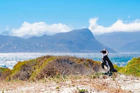 ▷ 17 lugares increíbles para visitar en Sudáfrica (¡el mejor!) Cape-Peninsula-is-a-wonderful-place-that-you-really-have-to-visit-in-South-Africa.jpg.optimal ▷ 17 lugares increíbles para visitar en Sudáfrica (¡el mejor!)