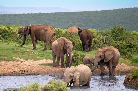 ▷ 17 lugares increíbles para visitar en Sudáfrica (¡el mejor!) Addo-Elephant-National-Park-offers-one-of-the-best-safari-experiences-in-South-Africa.jpg.optimal ▷ 17 lugares increíbles para visitar en Sudáfrica (¡el mejor!)