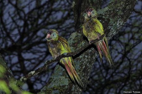Después de la tormenta