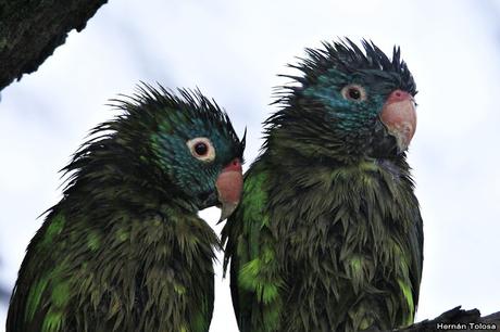 Después de la tormenta