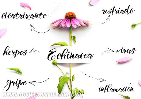 echinacea y sistema inmune