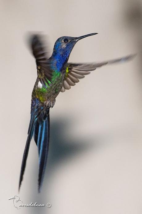 Picaflor tijereta (Swallow-tailed hummingbird) Eupetomena macroura Picaflor tijereta (Swallow-tailed hummingbird) Eupetomena macroura