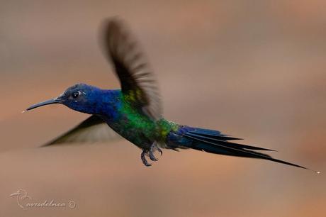 Picaflor tijereta (Swallow-tailed hummingbird) Eupetomena macroura