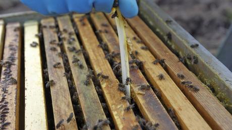 Los apicultores probarán a hibernar colmenas contra la velutina y el cambio climático