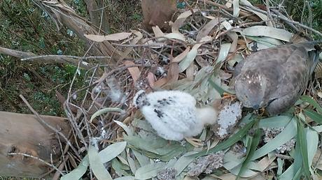 Así es el abejero, el ave que puede liquidar la velutina