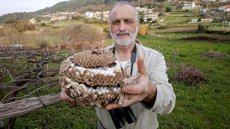 Así es el abejero, el ave que puede liquidar la velutina