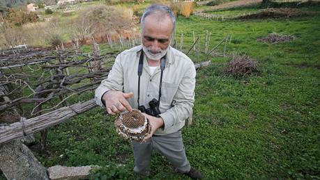 Así es el abejero, el ave que puede liquidar la velutina