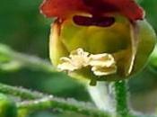 Escrofularia, Usos, Beneficios Contraindicaciones