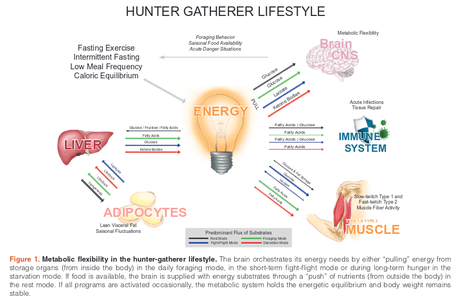 Figura 2 flexibilidad metabolica