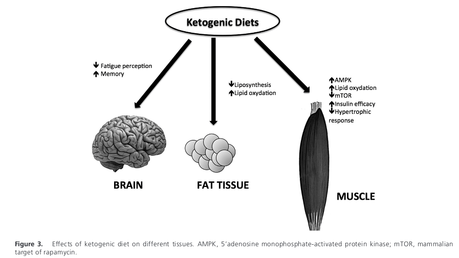 Figura 4 flexibilidad metabolica