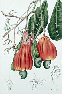 Obara Koso, El Marañón.