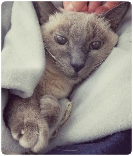 El gato, el pasillo y la zona de confort El gato, el pasillo y la zona de confort