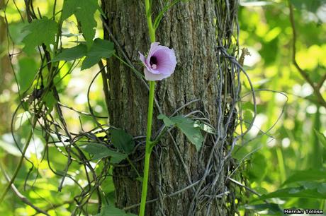 Rosa de río (Hibiscus cisplatinus)