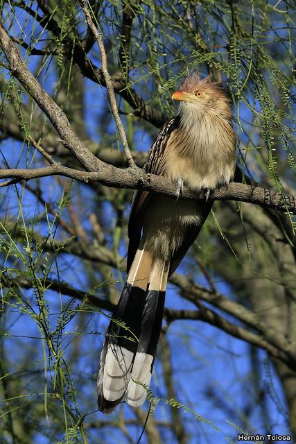Retratos de pirincho