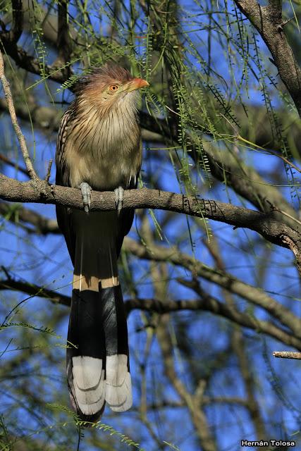 Retratos de pirincho