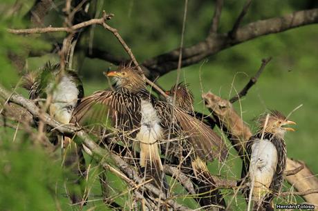 Retratos de pirincho