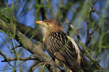 Retratos de pirincho