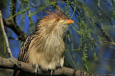 Retratos de pirincho