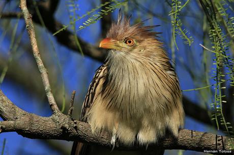Retratos de pirincho