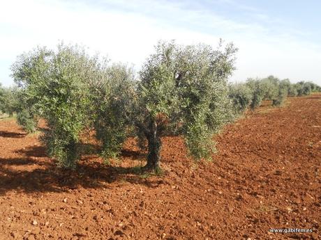 Ruta por Almendral