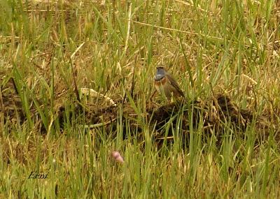 LÚGANOS EN LAREDO Y PECHIAZUL EN COLINDRES