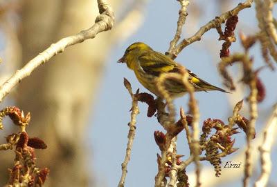 LÚGANOS EN LAREDO Y PECHIAZUL EN COLINDRES