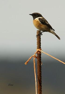LÚGANOS EN LAREDO Y PECHIAZUL EN COLINDRES