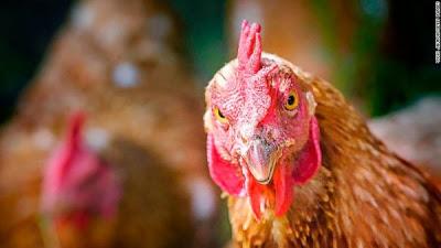 Unas gallinas matan a picotazos a un zorro que se coló en su corral.
